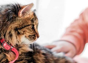 Δήμος Χαλανδρίου: «Στηρίζουμε έμπρακτα τα αδέσποτα ζώα»