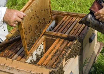 Ενημέρωση μελισσοκόμων για την ετήσια δήλωση διαχείμασης κυψελών