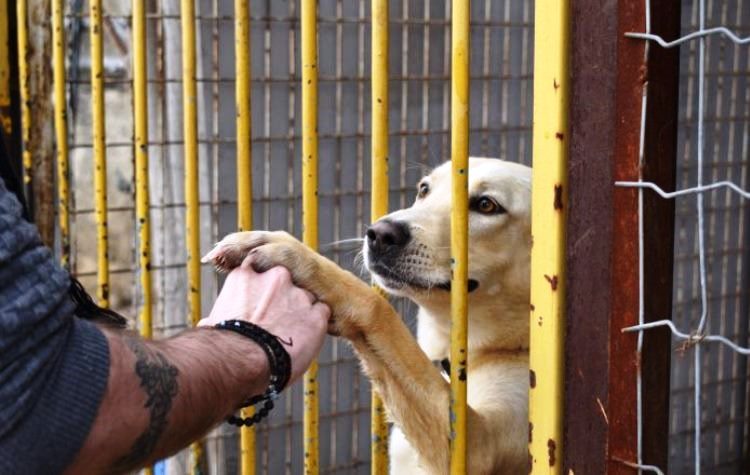 Δήμος Αγίας Παρασκευής: «Ένας χρόνος φροντίδας μας για τα αδέσποτα»