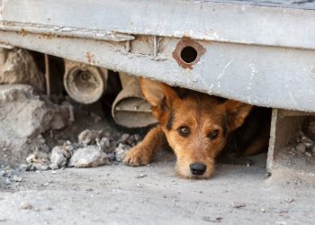 Οικονομική «ένεση» για τη φροντίδα των αδέσποτων ζώων στην Αγία Παρασκευή