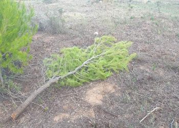 Οργισμένη καταγγελία Καλαφατέλη για παράνομη κοπή πεύκων