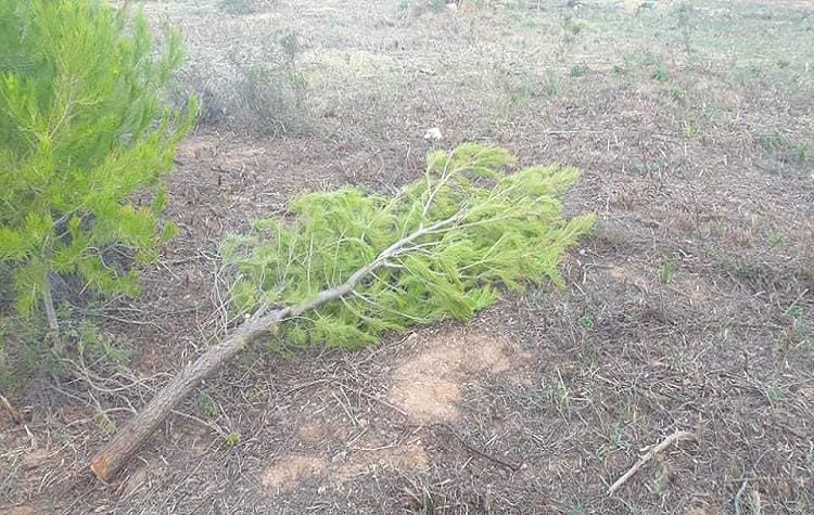 Οργισμένη καταγγελία Καλαφατέλη για παράνομη κοπή πεύκων