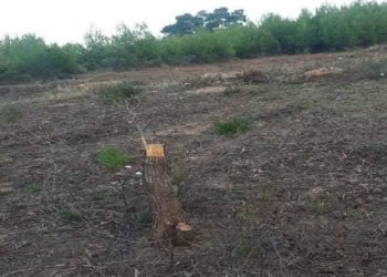 Οργισμένη καταγγελία Καλαφατέλη για παράνομη κοπή πεύκων