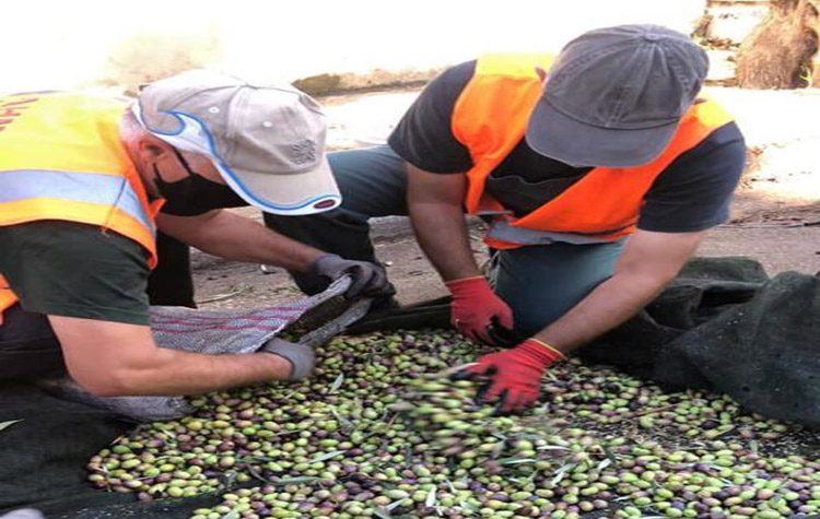 Λιομαζώματα στον Δήμο Αλίμου για το Κοινωνικό Παντοπωλείο