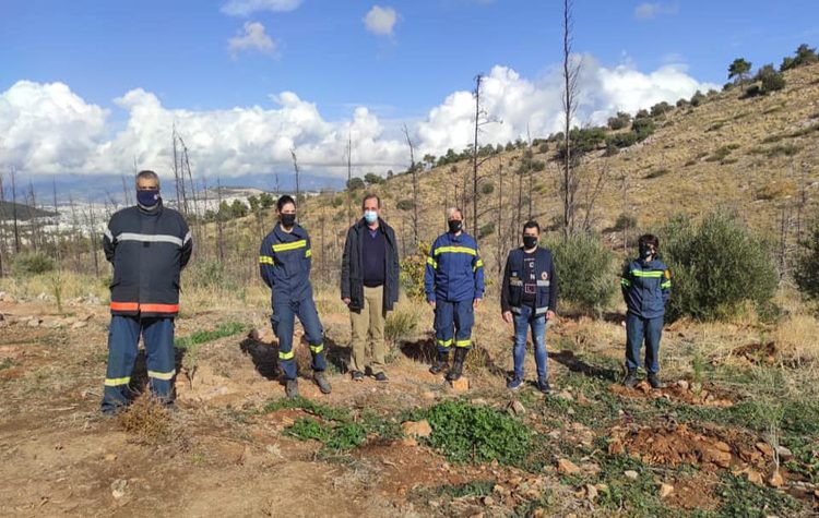 Ένωσαν δυνάμεις ΣΠΑΥ και Δήμος -  365 δένδρα στον λόφο του Αράπη