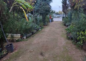 Δωρεάν προμήθεια φυτών από το Φυτώριο του Δήμου