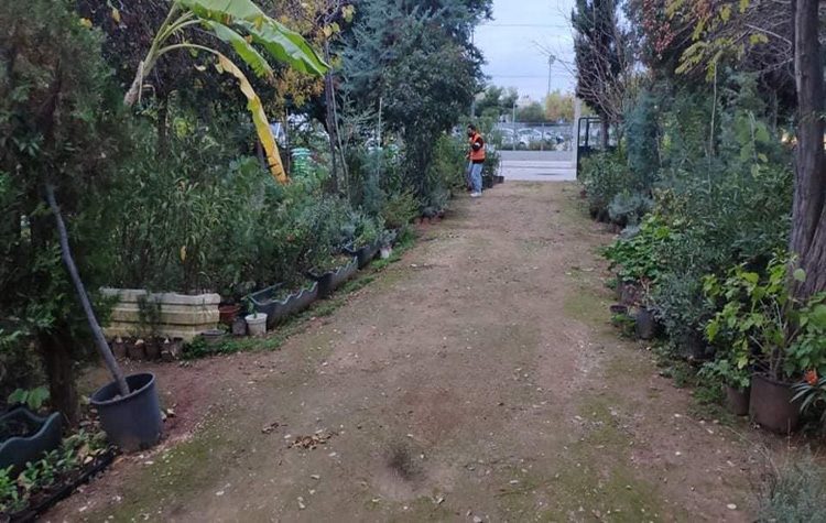 Δωρεάν προμήθεια φυτών από το Φυτώριο του Δήμου