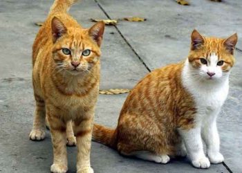 Συνεχίζονται οι υιοθεσίες γάτων μέσω προγράμματος του Δήμου Βριλησσίων