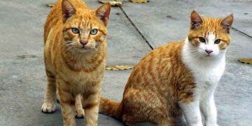 Συνεχίζονται οι υιοθεσίες γάτων μέσω προγράμματος του Δήμου Βριλησσίων