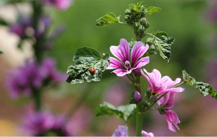Τα παιδιά μαθαίνουν και ζωγραφίζουν τα «ελληνικά αγριολούλουδα»