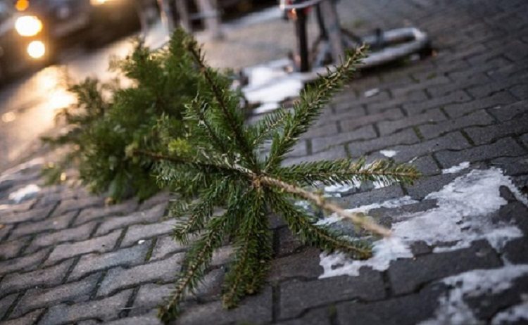 Με ραντεβού η αποκομιδή των χριστουγεννιάτικων δέντρων στον Δήμο