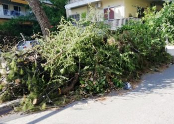 Ελ. Δάβαρη: «Η σύγκρουση Δήμου και κηπουρών θα είναι μετωπική»