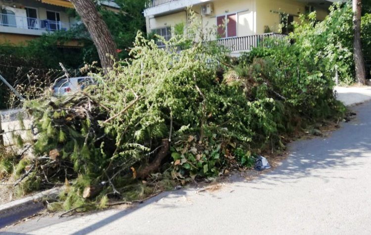 Ελ. Δάβαρη: «Η σύγκρουση Δήμου και κηπουρών θα είναι μετωπική»