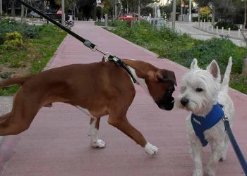 «ΝΟ ΚΑΚΑ» και στον Δήμο Νέας Σμύρνης - Χάρτινο φαρασάκι για τις ακαθαρσίες των σκύλων