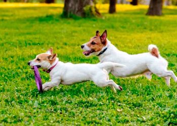 Η αρμονική συμβίωση ζώων και ανθρώπων στο επίκεντρο