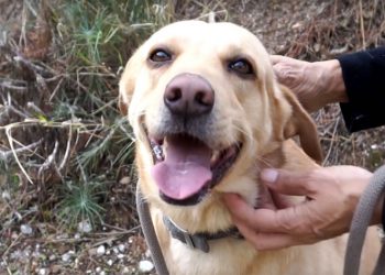 Δήμος Βύρωνα: «Γινόμαστε μια ομάδα για τα αδέσποτα» (Βίντεο)