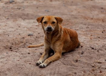 Συνεργασία Δήμου Νέας Σμύρνης και Αστυνομίας για την κακοποίηση ζώων στην πόλη