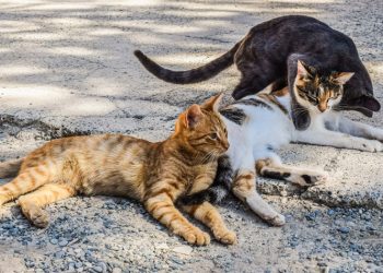 Ρίχνουν θειάφι για να διώξουν τα αδέσποτα - Αυτοψία αντιδημάρχου