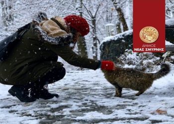 Σε εγρήγορση η Επιτροπή Αδέσποτων Ζώων ενόψει της κακοκαιρίας