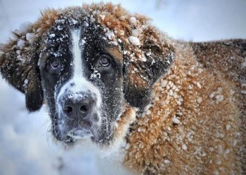 Έκκληση του Δήμου Διονύσου για την προστασία των αδέσποτων ζώων ενόψει της «Μήδειας»