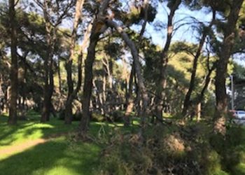 Γιάννης Θεοδωρακόπουλος: «Να προστατεύσουμε τα δάση μας το οξυγόνο του Δήμου μας»