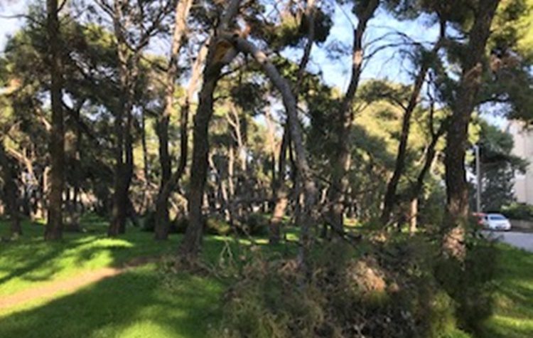 Γιάννης Θεοδωρακόπουλος: «Να προστατεύσουμε τα δάση μας το οξυγόνο του Δήμου μας»