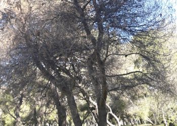 «Εγκληματική αδιαφορία για τους λιγοστούς πνεύμονες πρασίνου στον Δήμο μας»