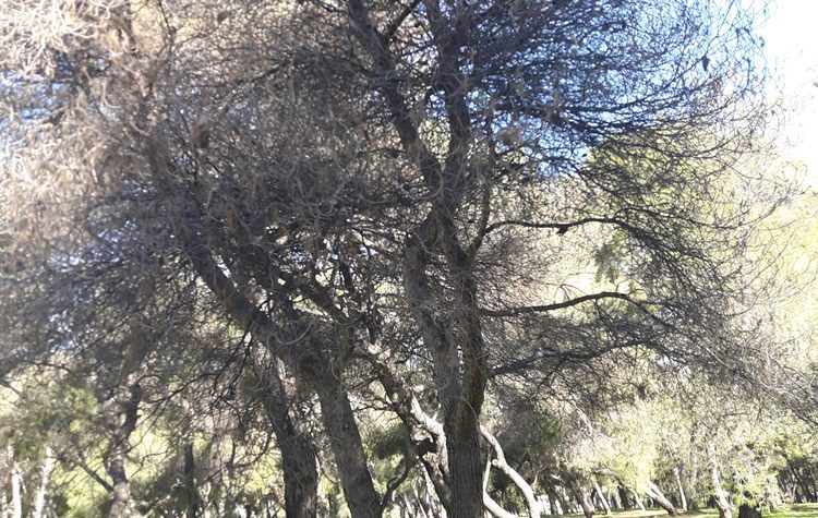 «Εγκληματική αδιαφορία για τους λιγοστούς πνεύμονες πρασίνου στον Δήμο μας»