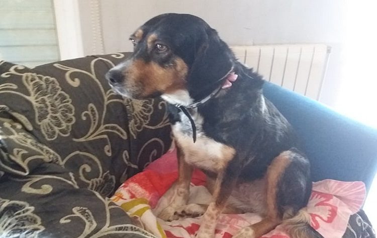 Μέριμνα για τα αδέσποτα εν μέσω «Μήδειας» από τον Δήμο Βριλησσίων