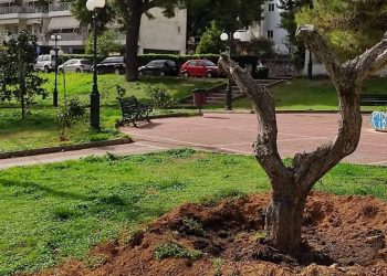 Συνεχίζεται η μεταφύτευση ελαιοδέντρων σε επιλεγμένα σημεία της πόλης