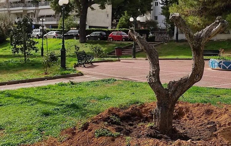 Συνεχίζεται η μεταφύτευση ελαιοδέντρων σε επιλεγμένα σημεία της πόλης