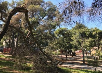 Συμμαχία πολιτών: «Εικόνες εγκατάλειψης και στο δάσος Κάσδαγλη»