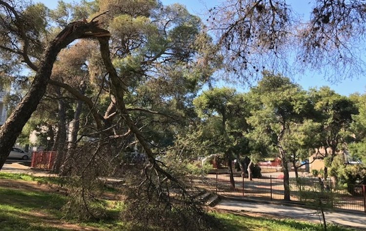 Συμμαχία πολιτών: «Εικόνες εγκατάλειψης και στο δάσος Κάσδαγλη»