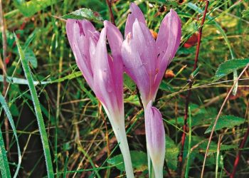 «Κολχικόν», το μαγικό φίλτρο της Μήδειας