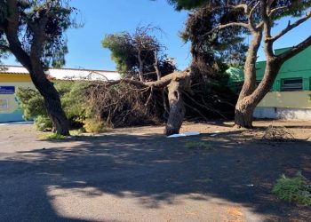 Αυτοψία σε σχολεία για πτώσεις δέντρων και κλαδιών
