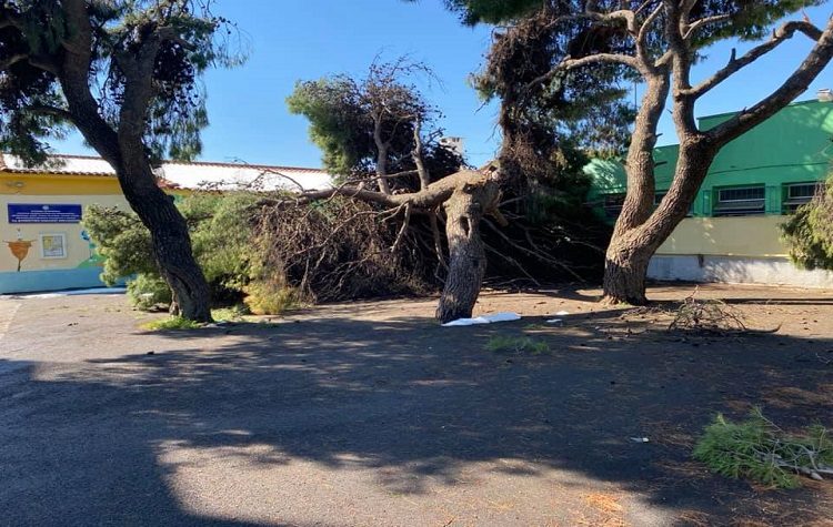 Αυτοψία σε σχολεία για πτώσεις δέντρων και κλαδιών