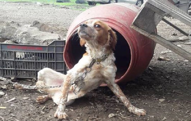 «Με πρώτη ανάγνωση… η διαμόρφωση του σχεδίου νόμου για τα ζώα συντροφιάς»