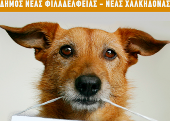 Δράσεις ενημέρωσης για τις υποχρεώσεις των ιδιοκτητών ζώων συντροφιάς