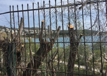 Αυθαίρετο κλάδεμα 42 δέντρων στη Βουλιαγμένη - Άμεση η αντίδραση του Δήμου