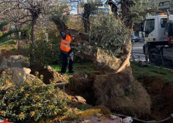 Υπεραιωνόβιο καλωσόρισμα 400 ετών στις Τζιτζιφιές