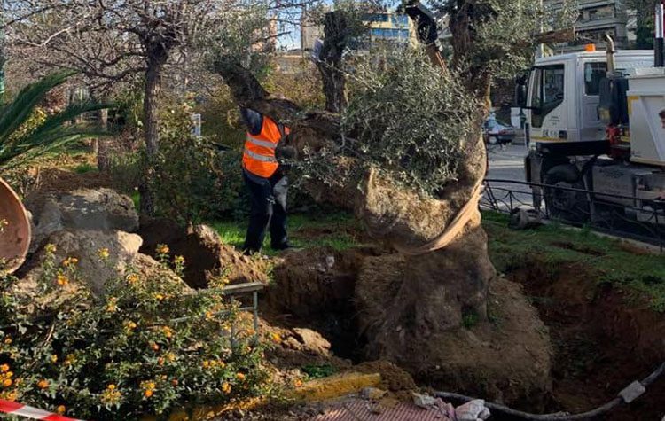 Υπεραιωνόβιο καλωσόρισμα 400 ετών στις Τζιτζιφιές