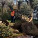 Υπεραιωνόβιο καλωσόρισμα 400 ετών στις Τζιτζιφιές