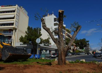 Μεταφύτευση ελαιόδεντρων για οικοδομικές εργασίες