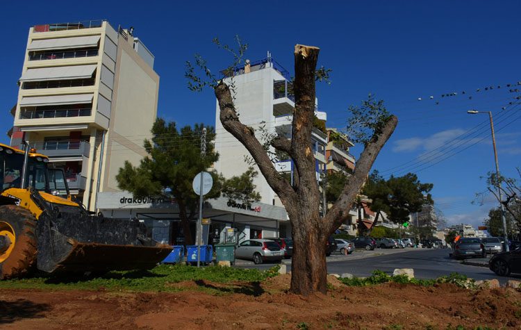Μεταφύτευση ελαιόδεντρων για οικοδομικές εργασίες