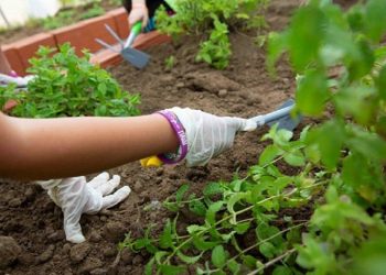 Στα σκαριά δημοτικό θερμοκήπιο μέσα στο Άλσος του Δήμου