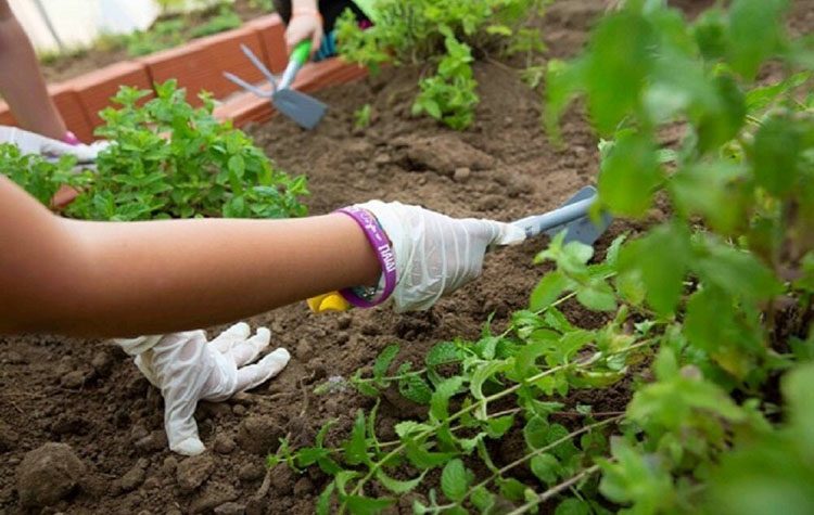 Στα σκαριά δημοτικό θερμοκήπιο μέσα στο Άλσος του Δήμου