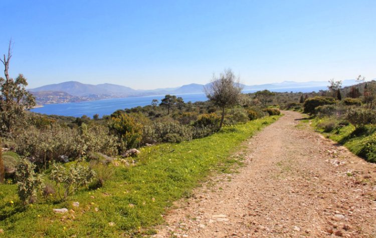 Μήλον της έριδος οι δασικές εκτάσεις της Βουλιαγμένης