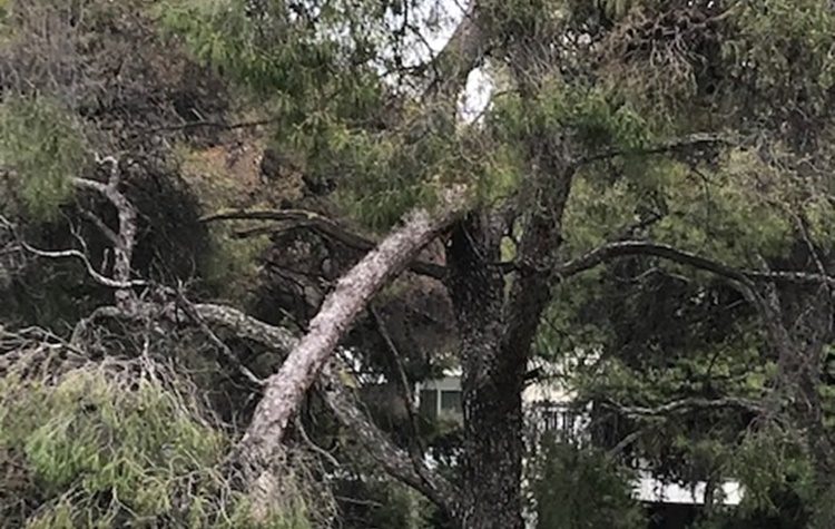 «Συμμαχία Πολιτών»: Η απόφαση του Δ.Σ για τα δάση και η αρνητική ψήφος της διοίκησης