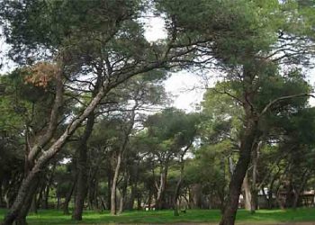 Τάσος Μαυρίδης: «Η προστασία των δασών απαιτεί σοβαρότητα, επιστημονική γνώση και δουλειά»