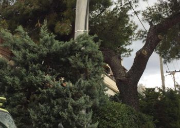 Συνεχίζονται τα κλαδέματα και οι απομακρύνσεις πεσμένων δέντρων στον Δήμο